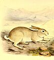Lepus yarkandensis