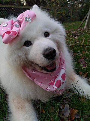 Little Lucy Samoyed