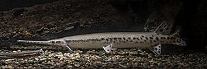 Longnose Gar (Lepisosteus osseus) (53084345984).jpg
