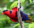 Lorius lory -Jurong BirdPark-8