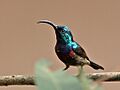 Loten'sSunbird(M)