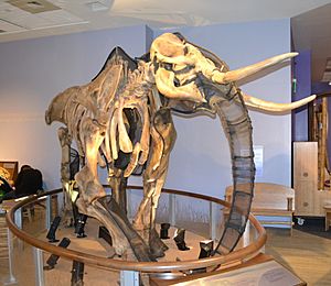 Mammoth skeleton display at Children's discovery museum in San Jose, California