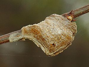 Mantis egg 2005 Spring 001
