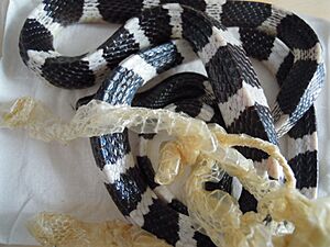 Many-banded krait (2)