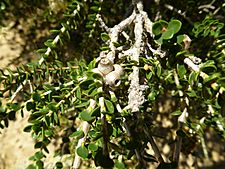 Melaleuca huttensis (leaves, fruit)