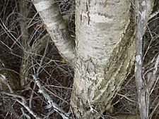 Melaleuca lutea (bark)
