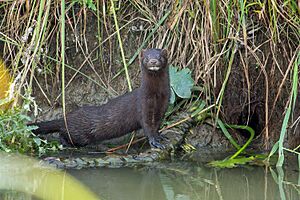 NeovisonVison