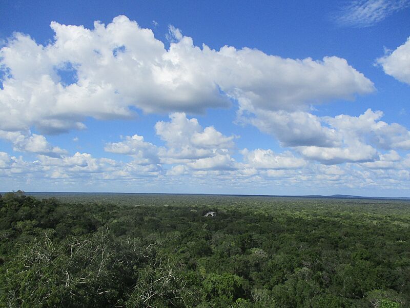 Nepregledna prašuma