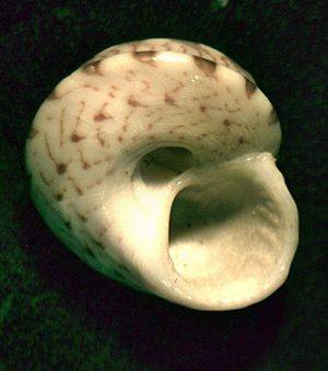 Notogibbula bicarinata 001.jpg