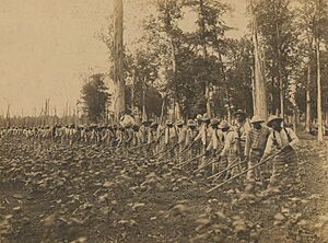 Parchman prison convict labor 1911
