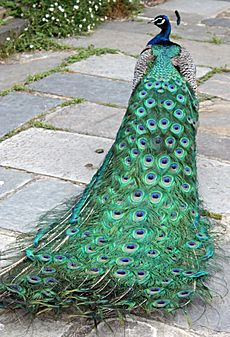 Peacock Montsalvat