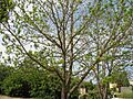 Pecan tree
