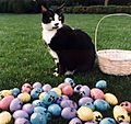 Photograph of Socks the Cat Posing Next to Easter Eggs Decorated with Paw Prints- 04-01-1994 (6461516025) (cropped)
