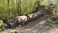 Pig Sculpture from fallen tree - Clayfield Copse.jpg