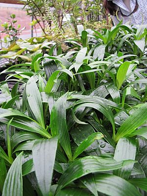 Plantago princeps laxifolia starr.jpg