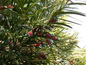 Podocarpus macrophyllus inumaki