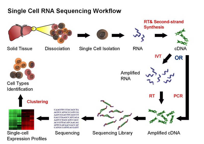 RNA-Seq workflow-5.pdf