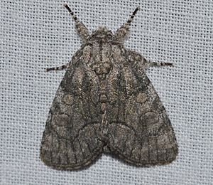 Raphia abrupta - Abrupt Brother Moth (13953929710).jpg