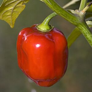 Red Savina (cropped square)