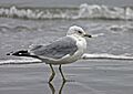 Ring-billed Gull eb
