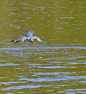 Ringed Kingfisher (Megaceryle torquata) female diving for a piranha thrown in the water by our boatman ... (30908493913)