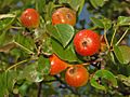 Rosaceae - Pyrus pyraster - Perastro
