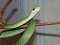 Rough Green Snake 0589