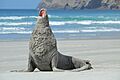 Sand-covered male New Zealand Sea Lion on the beach, yawning