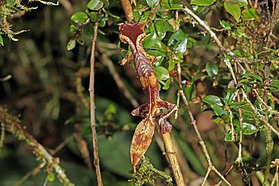 Satanic leaf-tailed gecko (Uroplatus phantasticus) Ranomafana 3
