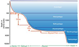 Schematic representation of pelagic and benthic zones
