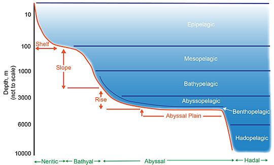 Schematic representation of pelagic and benthic zones