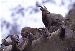 Sierra Nevada bighorn sheep herd
