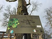 Sign in front of Suffragette Oak