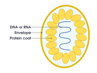 Virus Facts for Kids