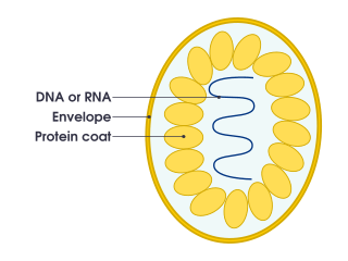 Image: Simple diagram of virus (en)