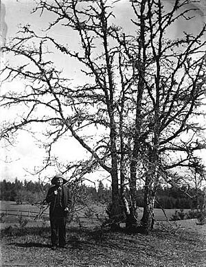 Slugumus Koquilton, Muckleshoot Indian, standing next to oak trees on prairie near Sequalitchew Lake, Washington, April 1906 (BAR 220)