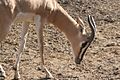 Soemmerring's Gazelle, St. Louis Zoo.jpg