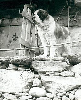 St Bernhard dog (bw)