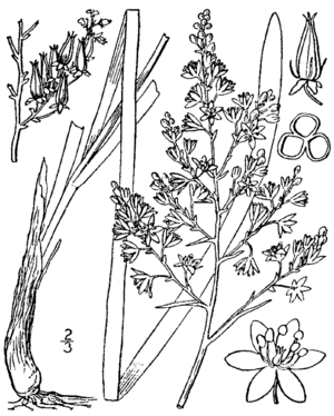 Stenanthium leimanthoides BB-1913.png
