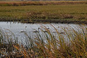 Swan Family (15678398946)