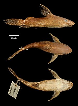 Synodontis pardalis Boulenger, 1908 1056956786.jpg