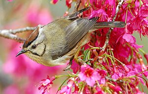 Taiwan Yuhina