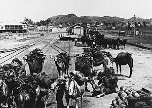 Team of camels at the Railway Station in Duchess, ca.1910 (8847394258)