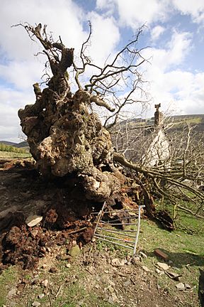 The Pontfadog Oak - fallen.jpg