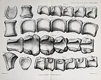 The Quarterly journal of the Geological Society of London (14340149442).jpg