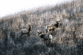 Tule Elk Basking Ridge Park, Santa Clara County Edgerton 2009-12-24