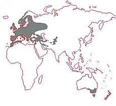 Turdus merula distribution2.jpg