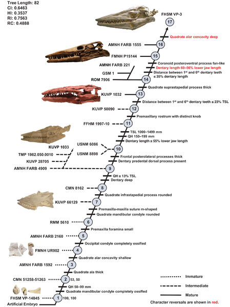 Tylosaurus proriger ontogram