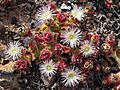 Unk desert flower 2