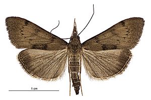 Uresiphita polygonalis maorialis - LCR